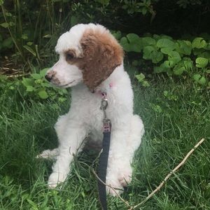 Meet your Posher, Delia